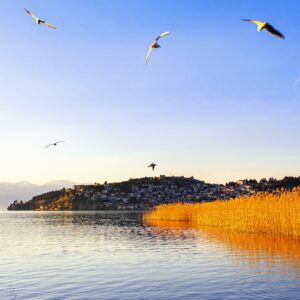a flock of birds flying over a body of water