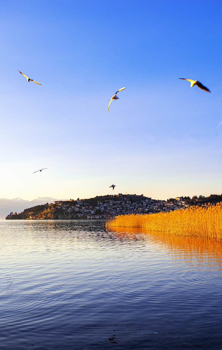 a flock of birds flying over a body of water