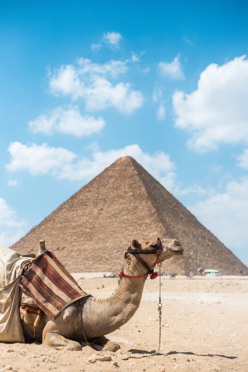 eSIM Egypte brown camel near pyramid under clear blue sky
