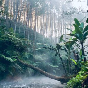 eSIM Congo green and brown forest