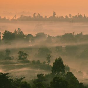 green trees under white clouds during daytime