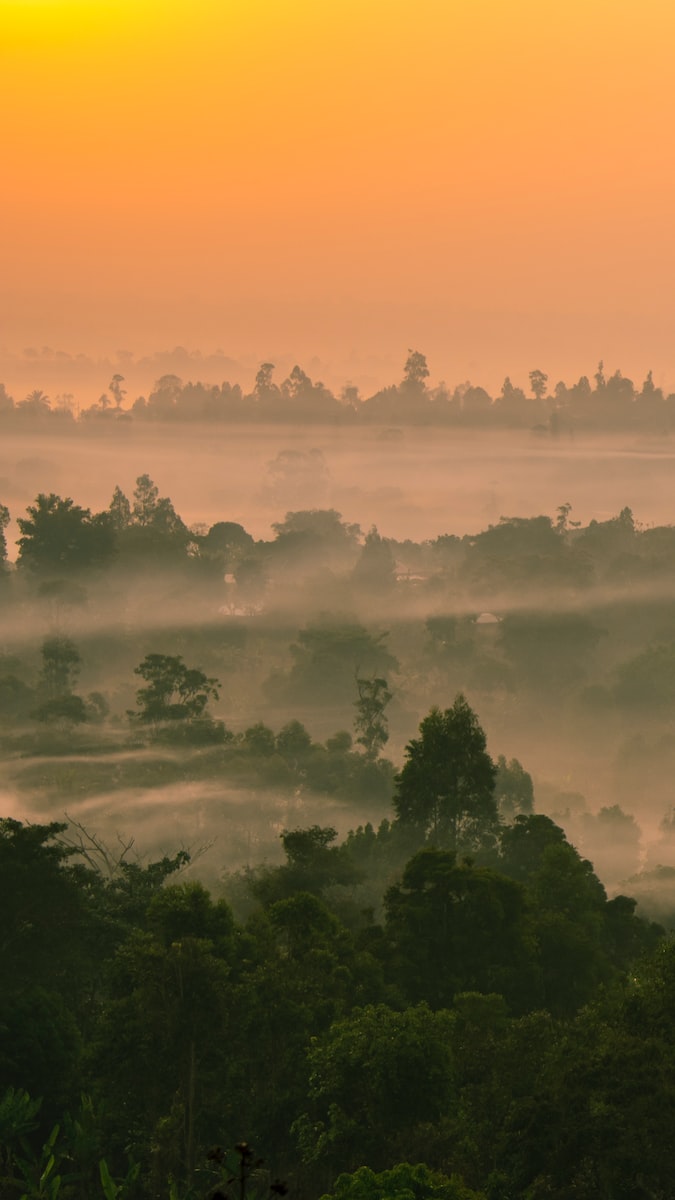 green trees under white clouds during daytime