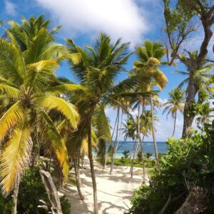 eSIM Franse Antillen green palm trees on white sand beach during daytime