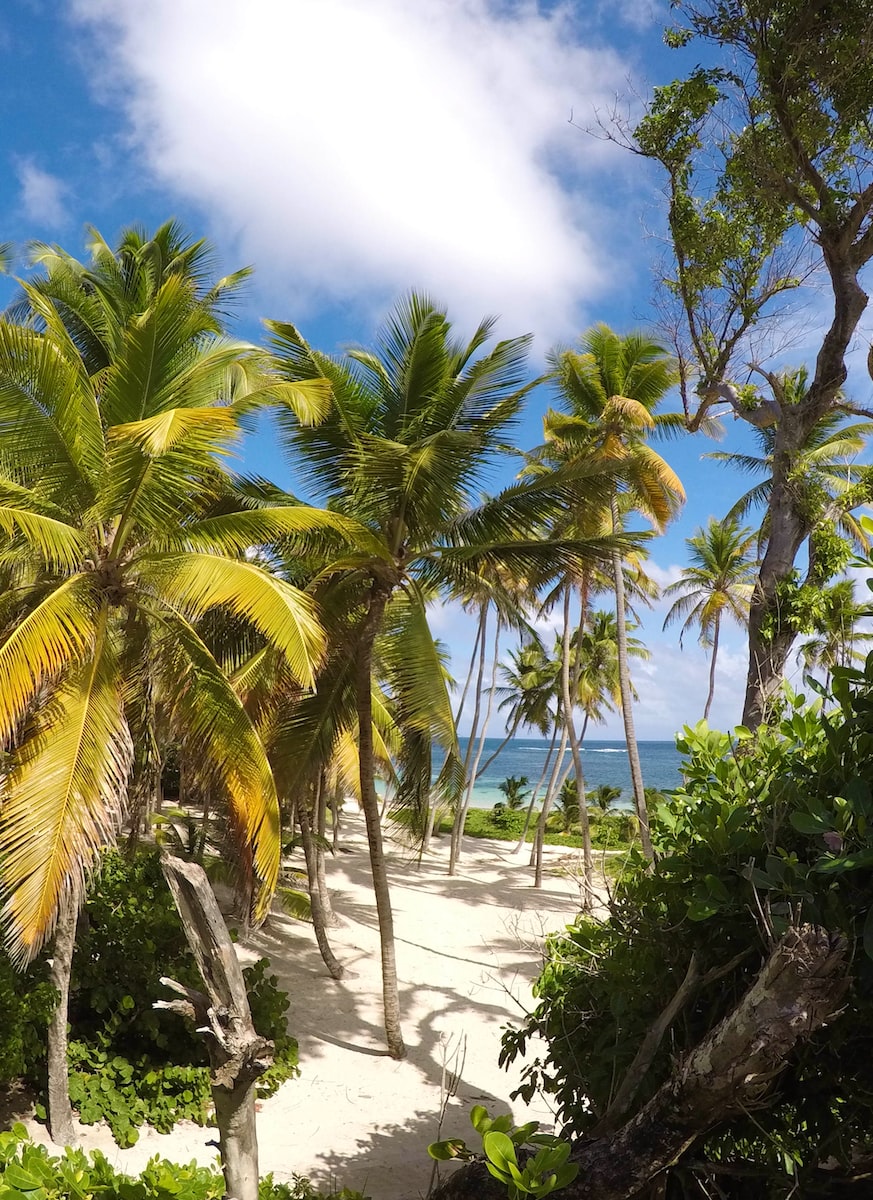 eSIM Franse Antillen green palm trees on white sand beach during daytime