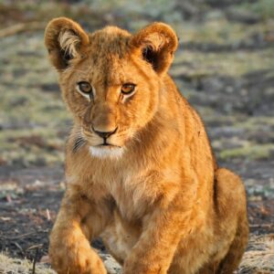 brown lioness on gray sand during daytime