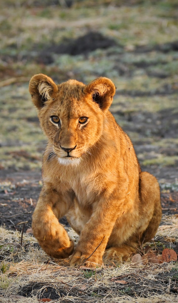brown lioness on gray sand during daytime