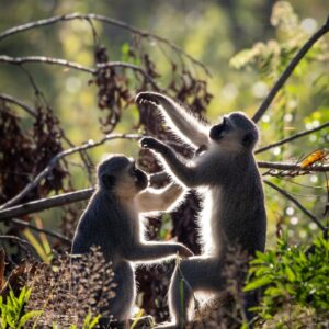 two monkeys on tree branch during daytime