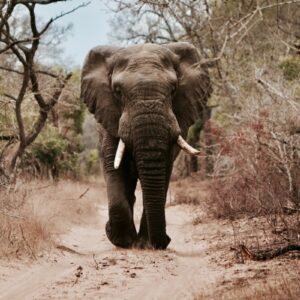 eSIM Gabon black elephant walking on brown sand