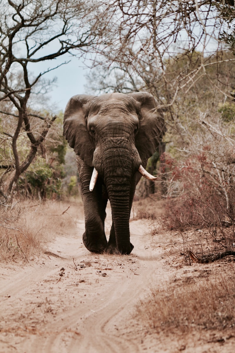 eSIM Gabon black elephant walking on brown sand