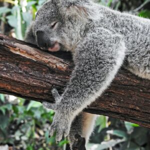 eSIM Australië met koala bear sleeping on tree