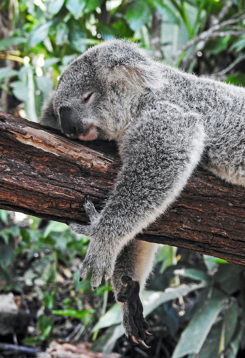 eSIM Australië met koala bear sleeping on tree
