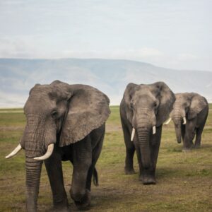 three elephants walking on grass field during day