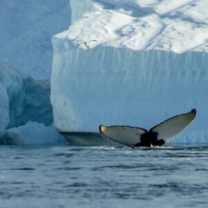 a white whale swimming in water