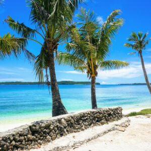 palm tree near body of water during daytime