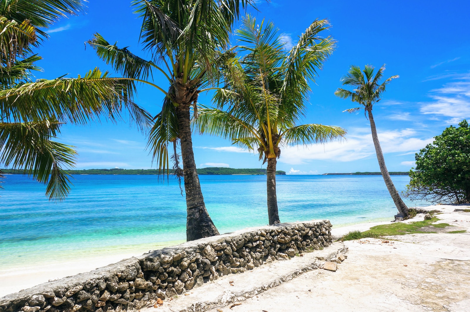 palm tree near body of water during daytime